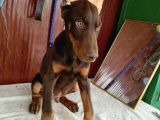 Kızıl Erkek Doberman