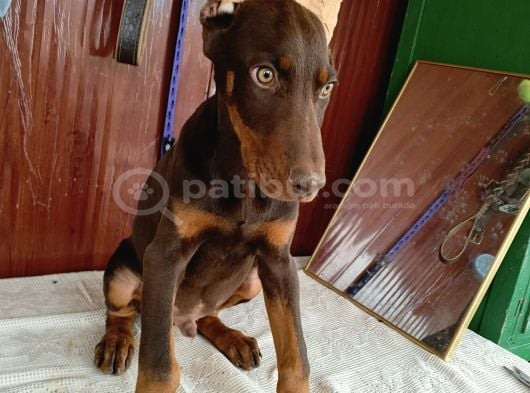 Kızıl Erkek Doberman görsel