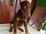 Kızıl Erkek Doberman
