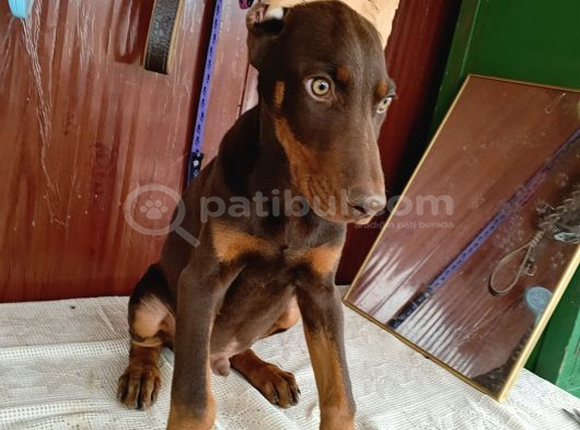 Kızıl Erkek Doberman görsel