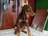 Kızıl Erkek Doberman