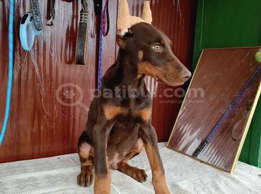 Kızıl Erkek Doberman görsel
