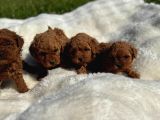 Anne Altından Kilo Garantili Poodle Bebekler
