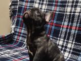 Yurtdişi Kan Hatti Egzoti̇k Micro French Bulldog Yavrular