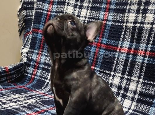 YURTDIŞI KAN HATTI EGZOTİK MICRO FRENCH BULLDOG YAVRULAR