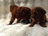 Anne Altından Poodle Bebekler