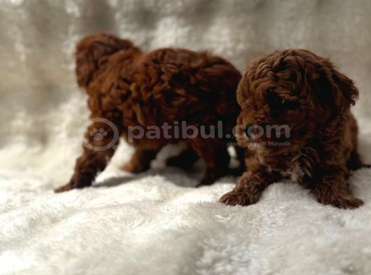 Anne Altından Poodle Bebekler görsel