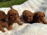 Anne Altından Kilo Garantili Poodle Bebekler