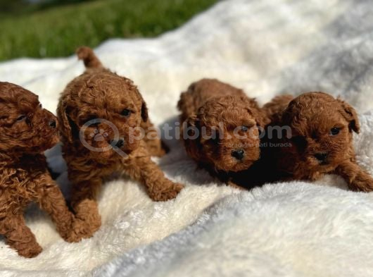 Anne Altından Kilo Garantili Poodle Bebekler görsel