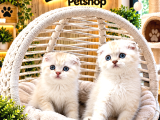 A Kalite Scottish Fold Yavrularımz