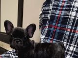 Yurtdişi Kan Hatti Egzoti̇k Micro French Bulldog Yavrular