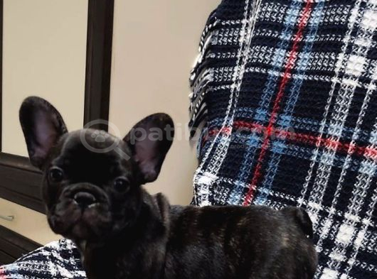 Yurtdişi Kan Hatti Egzoti̇k Micro French Bulldog Yavrular görsel