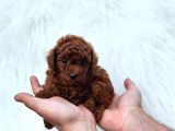 Tarçın Şeker Kore Toy Poodle Bebekler