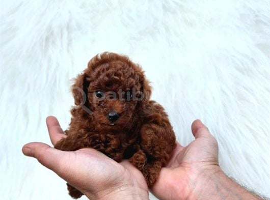 Tarçın Şeker Kore Toy Poodle Bebekler görsel