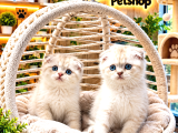 A Kalite Scottish Fold Yavrularımz