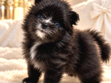 Tea Cup Özel Renk Pomeranian Boo Yavru  Mavi Gözlü Erkek
