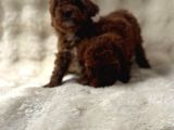 Anne Altından Poodle Bebekler