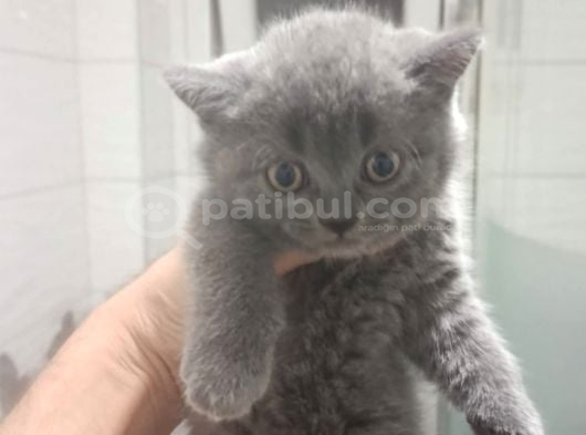Muazzam Kali̇tede Bri̇ti̇sh Bebekler