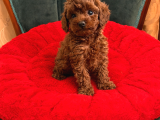 Tarçın Şeker Kore Toy Poodle Bebekler