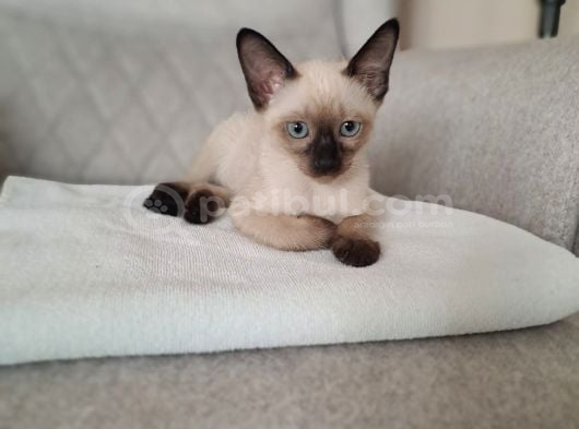 Sevimli Siyam Kedi Yavrular görsel