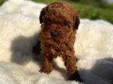 Anne Altından Kilo Garantili Poodle Bebekler
