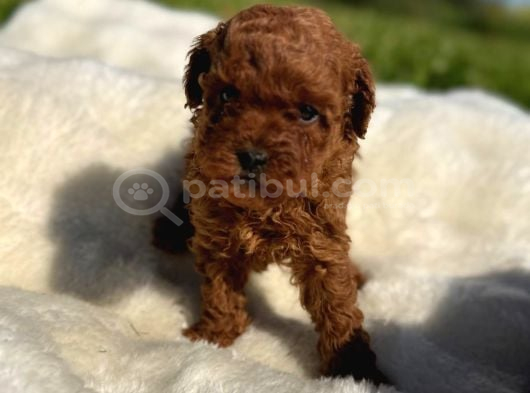 Anne Altından Kilo Garantili Poodle Bebekler görsel
