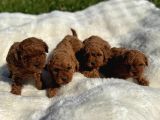 Anne Altından Kilo Garantili Poodle Bebekler