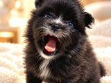 Tea Cup Özel Renk Pomeranian Boo Yavru  Mavi Gözlü Erkek