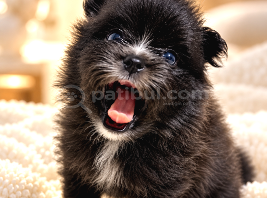 Tea Cup Özel Renk Pomeranian Boo Yavru  Mavi Gözlü Erkek görsel