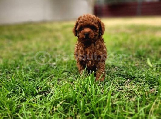 Tarçın Şeker Kore Toy Poodle Bebekler görsel