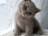 Ev Ortamından Gerçek Lilac-Fawn British Shorthair Yavruları