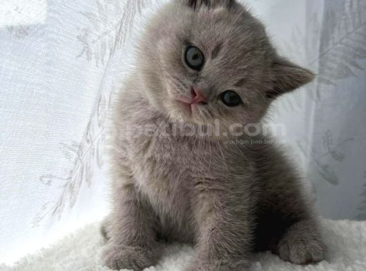 Ev Ortamından Gerçek Lilac-Fawn British Shorthair Yavruları görsel