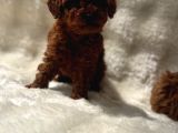 Anne Altından Poodle Bebekler