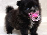 Tea Cup Özel Renk Pomeranian Boo Yavru  Mavi Gözlü Erkek