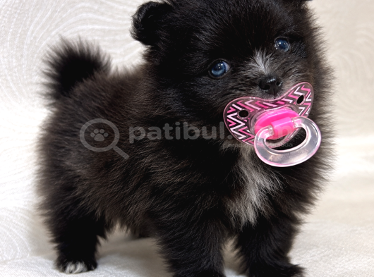 Tea Cup Özel Renk Pomeranian Boo Yavru  Mavi Gözlü Erkek görsel