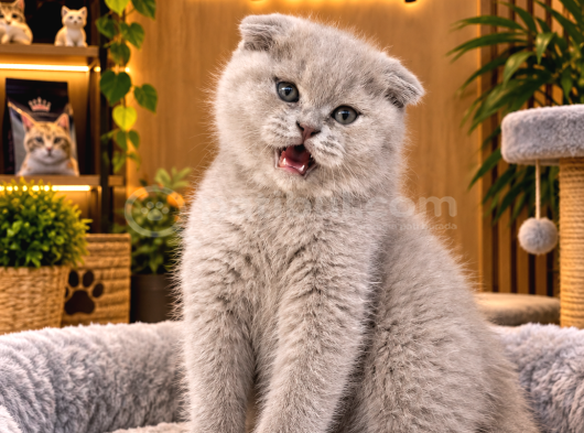 A kalite Scottish Fold yavrularımz