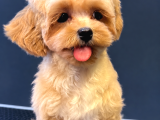 Malti̇poo Tuvalet Eği̇ti̇mli̇ Aşilari Tam