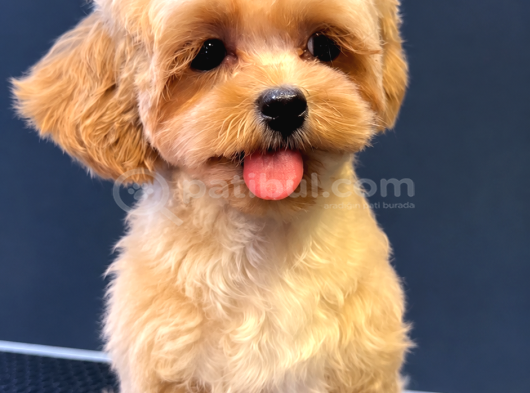 Malti̇poo Tuvalet Eği̇ti̇mli̇ Aşilari Tam