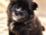 Tea Cup Özel Renk Pomeranian Boo Yavru  Mavi Gözlü Erkek