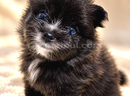 Tea cup Özel Renk Pomeranian Boo Yavru  mavi gözlü erkek