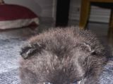 Tea Cup Özel Renk Pomeranian Boo Yavru  Mavi Gözlü Erkek