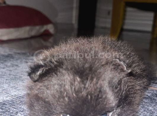 Tea Cup Özel Renk Pomeranian Boo Yavru  Mavi Gözlü Erkek görsel