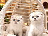 A Kalite Scottish Fold Yavrularımz