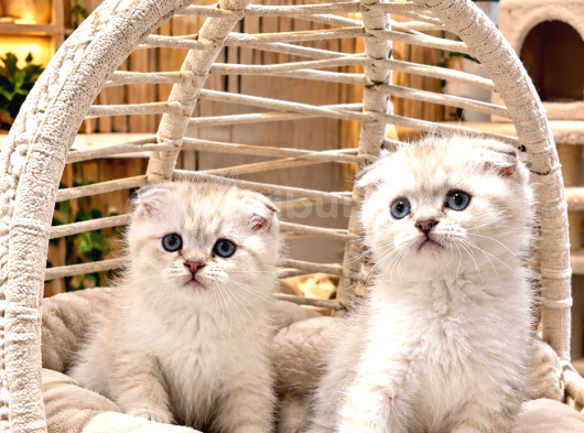 A Kalite Scottish Fold Yavrularımz görsel