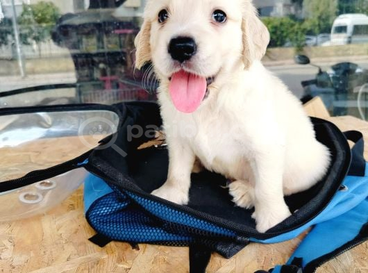 Golden Retriever görsel