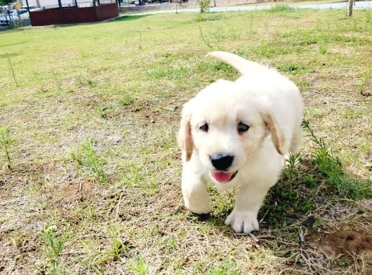 Golden retriever