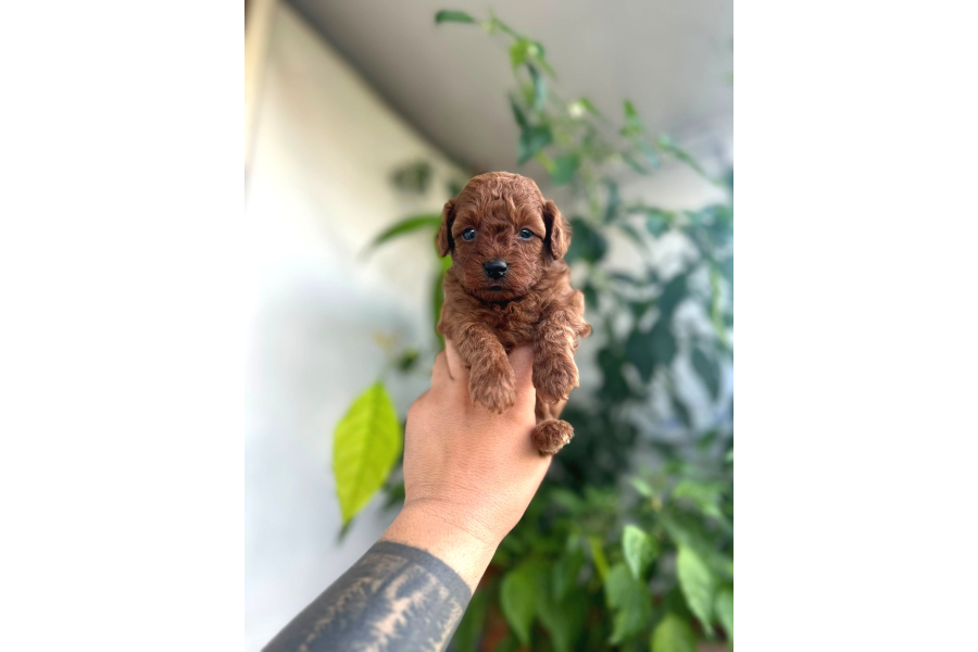Toypoodlle Yavrularımız