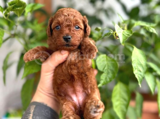 Toypoodlle Yavrularımız görsel