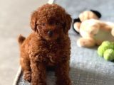 Toy Poodle Red Brown Yavrularımız Ped Eğitimli