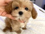 Mini Boy Maltipoo Yavrularımız